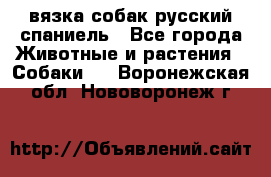 вязка собак русский спаниель - Все города Животные и растения » Собаки   . Воронежская обл.,Нововоронеж г.